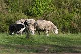 BORDER COLLIE - MOUTONS 099